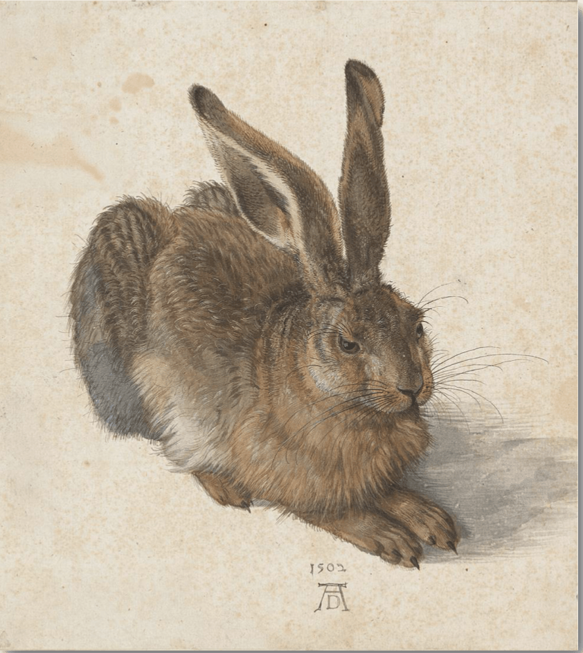 Haren malet med akvarel af Albrecht Dürer